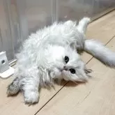 ブリティッシュロングヘア