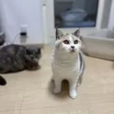 ブリティッシュショートヘア