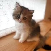 ブリティッシュロングヘア