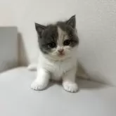 ブリティッシュショートヘア