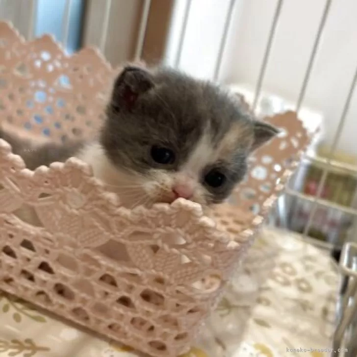 短毛シュシュカメリア柄(グレー)わんちゃん猫ちゃん用 ブリティッシュショートヘア【三重県・女の子・2026年5月28日・三毛