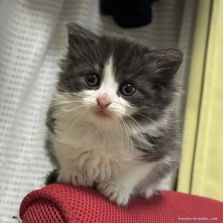 潤目鰯 様のお迎えした子猫