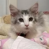ノルウェージャンフォレストキャット