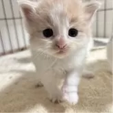ノルウェージャンフォレストキャット