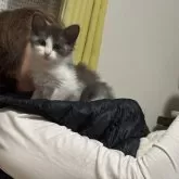 ノルウェージャンフォレストキャット【大阪府・女の子・2024年12月7日・ブルータビー&ホワイト】の写真2「固定ポジション🎶」