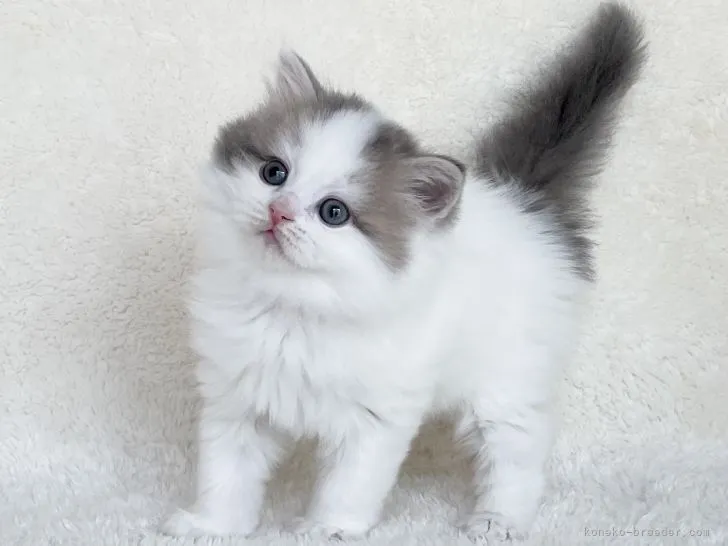 ID：2206-00429の子猫