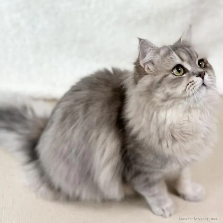 ID：2302-00619の子猫