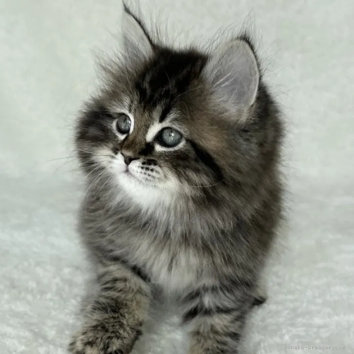 ID：2303-00748の子猫