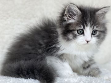 サイベリアン【愛知県・男の子・2021年6月1日・ブルータビーホワイト】の写真「フワフワ猫ちゃん♬」