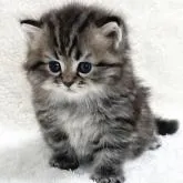 サイベリアン【愛知県・男の子・2022年6月14日・ブラウンタビー】の写真1「7/21撮影 ①」