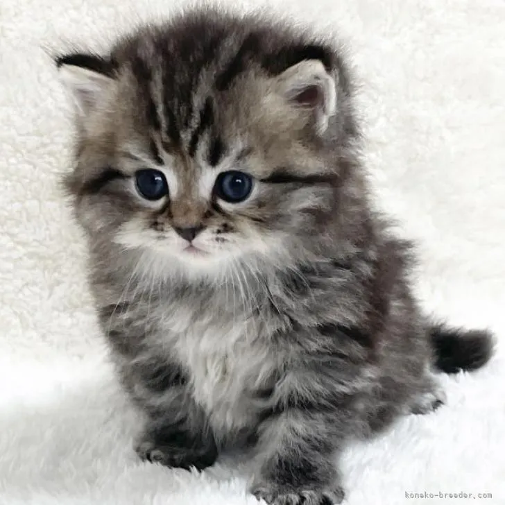 ID：2207-02300の子猫