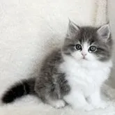 サイベリアン【愛知県・男の子・2023年10月10日・ブルータビーホワイト】の写真2「☆ 12/4  撮影 ② ☆」