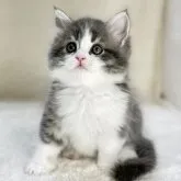 サイベリアン【愛知県・男の子・2023年7月19日・ブルータビーホワイト】の写真2「☆ 9／7 撮影 ② ☆」