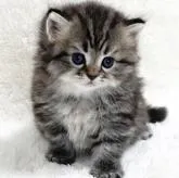 サイベリアン【愛知県・男の子・2022年6月14日・ブラウンタビー】の写真3「7/21撮影 ③」