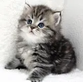 サイベリアン【愛知県・男の子・2022年6月14日・ブラウンタビー】の写真4「7/21撮影 ④」