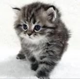 サイベリアン【愛知県・男の子・2022年6月14日・ブラウンタビー】の写真5「7/21撮影 ⑤」