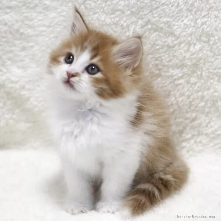 s 様のお迎えした子猫