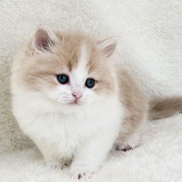 サイベリアン【愛知県・男の子・2025年10月2日・クリームタビー&ホワイト】の写真「可愛いハチワレくん♪」