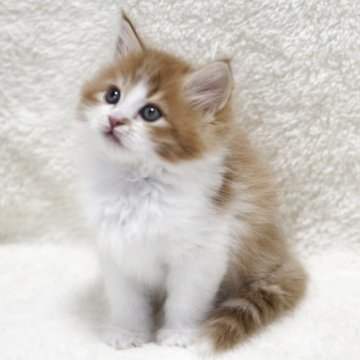 サイベリアン【愛知県・男の子・2025年9月10日・レッドタビー&ホワイト】の写真「大人しい男の子♪」