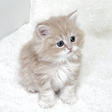 サイベリアン【愛知県・男の子・2025年10月1日・クリームタビー】の写真「ふわっふわ男子♪」