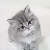 サイベリアン【愛知県・男の子・2024年11月25日・ブルータビー】の写真1「☆ １／１０撮影 ☆ ①」