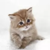 サイベリアン