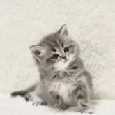 サイベリアン【愛知県・男の子・2024年11月25日・ブルータビー】の写真2「☆ １／１０撮影 ☆ ②」