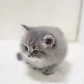 サイベリアン【愛知県・男の子・2024年11月25日・ブルータビー】の写真3「☆ １／１０撮影 ☆ ③」