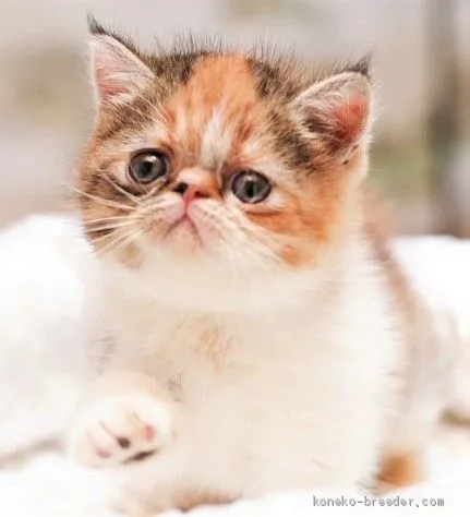 kana 様のお迎えした子猫