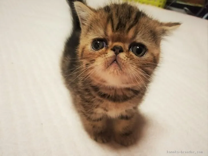 ID：1705-01103の子猫