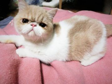 エキゾチックショートヘア【神奈川県・男の子・2017年7月1日・クリームタビー&ホワイト（ショート）】の写真「穏やかな丈夫な男の子」