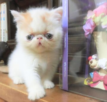 エキゾチックショートヘア【神奈川県・男の子・2018年4月18日・レッドタビーアンドホワイト（ショートヘア）】の写真「透き通るようなアイスホワイト✨」