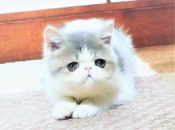 エキゾチックショートヘア【神奈川県・女の子・2018年4月25日・ブルータビーアンドホワイト（ショートヘア）】の写真「明るくて人懐っこい女の子！」