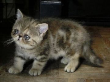 エキゾチックショートヘア【神奈川県・女の子・2017年7月1日・ブラウンパッチドタビー（ショート）】の写真「とても元気で人懐っこい女の子です！」