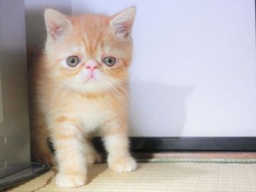 エキゾチックショートヘア【神奈川県・男の子・2019年4月4日・レッドマッカレルタビー&ホワイト（ショート）】の写真「エキゾ初めての方にオススメの、甘えん坊ちゃんです！」