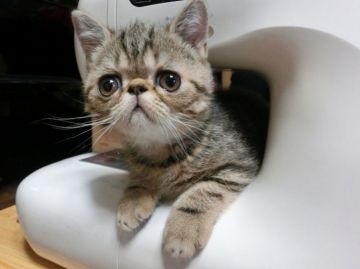 エキゾチックショートヘア【神奈川県・男の子・2016年3月27日・ブラウンパッチドタビー】の写真「目が大きく、明るい性格の元気な男の子です。」