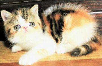 エキゾチックショートヘア【神奈川県・女の子・2018年8月8日・ブラウンパッチドタビーアンドホワイト（ショート）】の写真「おめめパッチリの甘えんぼちゃん！」