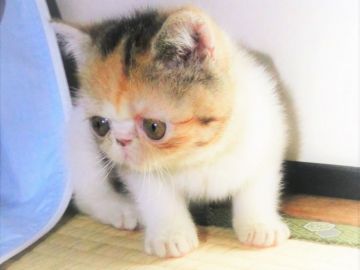 エキゾチックショートヘア【神奈川県・女の子・2018年4月18日・ブラウンパッチドタビーアンドホワイト（ショートヘア）】の写真「人間に興味津々！！」