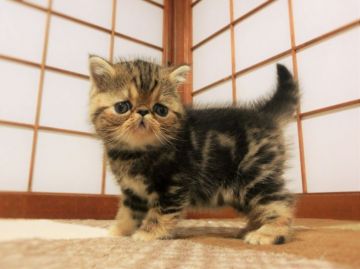 エキゾチックショートヘア【神奈川県・男の子・2016年9月26日・ブラウンタビ―】の写真「明るい性格の元気な男の子です！」