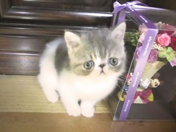 エキゾチックショートヘア【神奈川県・男の子・2018年4月18日・ブルータビーアンドホワイト（ショートヘア）】の写真「綺麗なカラーの男の子です！」