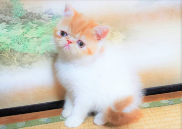 エキゾチックショートヘア【神奈川県・女の子・2021年4月21日・レッド&ホワイト（ショート）】の写真「性格が超絶美人、遊ぶ時は元気なタイプです♪」