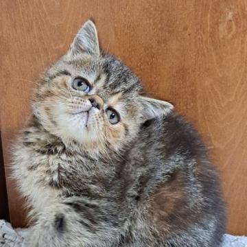 エキゾチックショートヘア【神奈川県・女の子・2022年8月28日・ブラウンパッチドタビー】の写真「表情豊かな女の子」