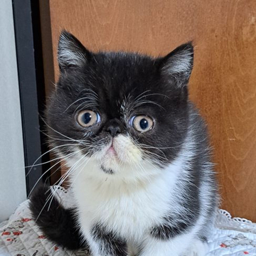 エキゾチックショートヘア【神奈川県・男の子・2022年8月3日・ブラック&ホワイト】の写真「お目目が可愛い元気な子」