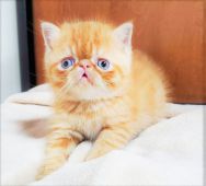 エキゾチックショートヘア