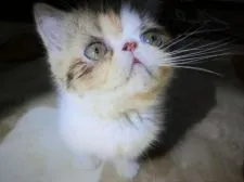 エキゾチックショートヘア【神奈川県・女の子・2018年4月18日・ブラウンパッチドタビーアンドホワイト】の写真2