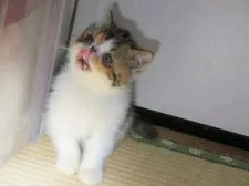 エキゾチックショートヘア【神奈川県・女の子・2018年4月18日・ブラウンパッチドタビーアンドホワイト】の写真3