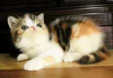 エキゾチックショートヘア【神奈川県・女の子・2018年8月8日・ブラウンパッチドタビーアンドホワイト】の写真4