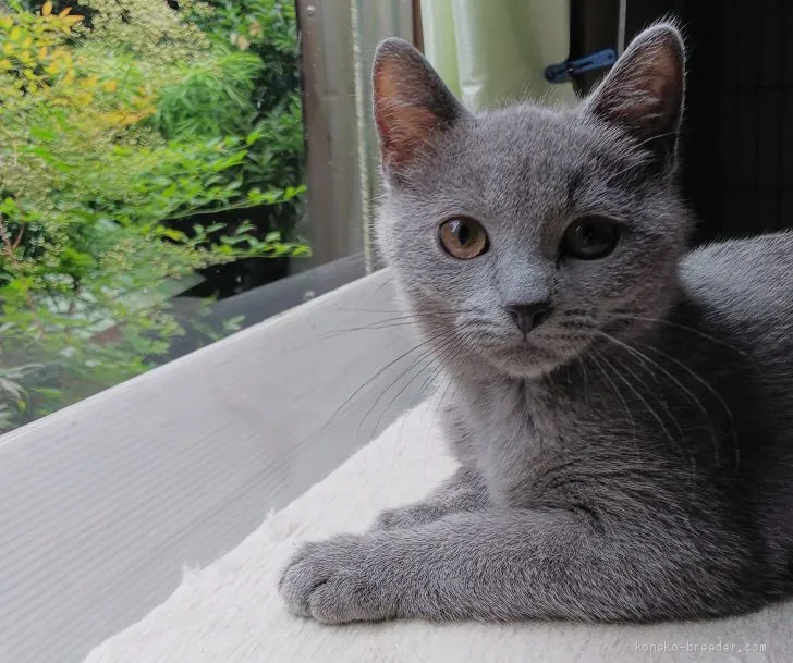 ルル 様のお迎えした子猫