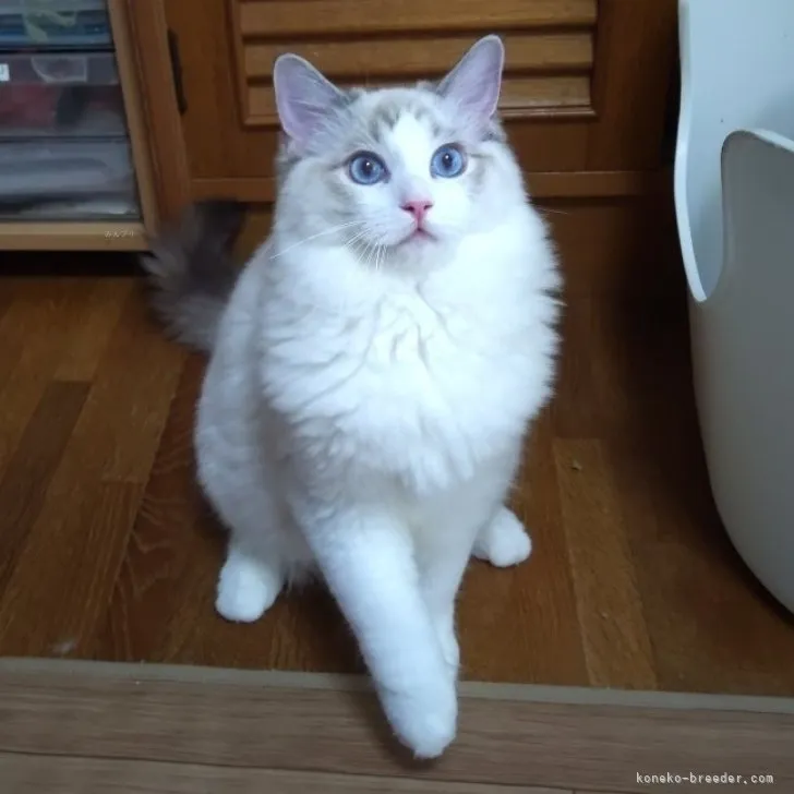 ID:2307-02634の子猫