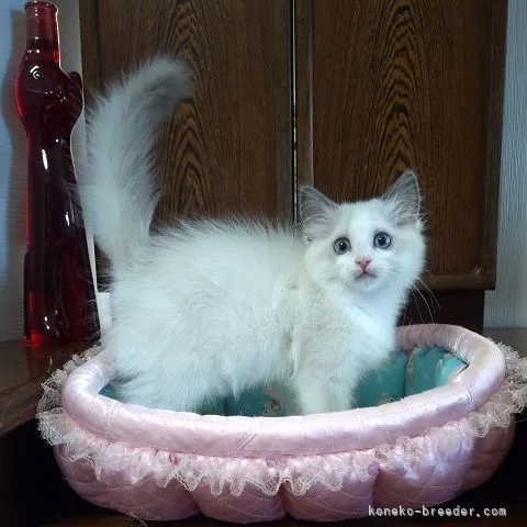 ID：2109-01880の子猫